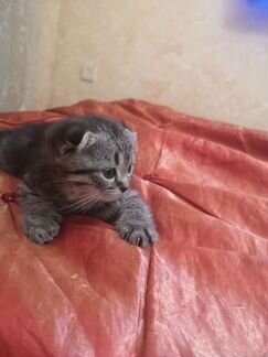 Котенок шотландский вислоухий