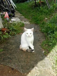 Молодая кошка. Котенок подросток