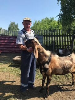 Ламанча-нубийские козы и нубийский козел - фотография № 9