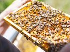 Продаю Пчелопакеты 2022г объявление продам