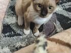 Бурманская кошечка ищет кота объявление продам