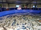 Рыбоводного хозяйство узв 