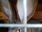 Кролик ризен фландр