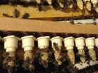 Пчеломатки, маточники на выходе объявление продам
