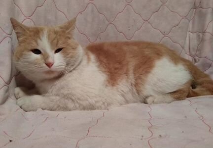 Рыже-белый кот Плюш, принесёт удачу и радость