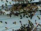 Пчеломатки ф1Карника Пешец.Пчелопакеты объявление продам