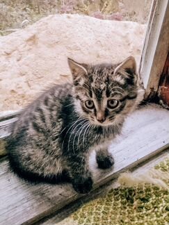 Котята, полосатый и черный