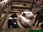 Телята, бычки от частной фермы объявление продам
