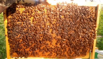 Пчёлы, пчелопакеты, пчелосемьи