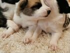 Чистокровные щенки западно-сибирской лайки объявление продам