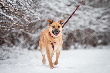 Фрея - собака ищет дом