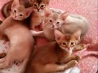 Абиссинские котята гладкошерстные