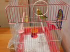 Волнистый попугай с клеткой бесплатно объявление продам