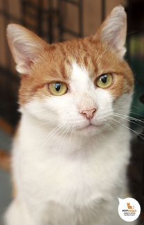 Котик Гоголь с удовольствием готов поведать Вам не