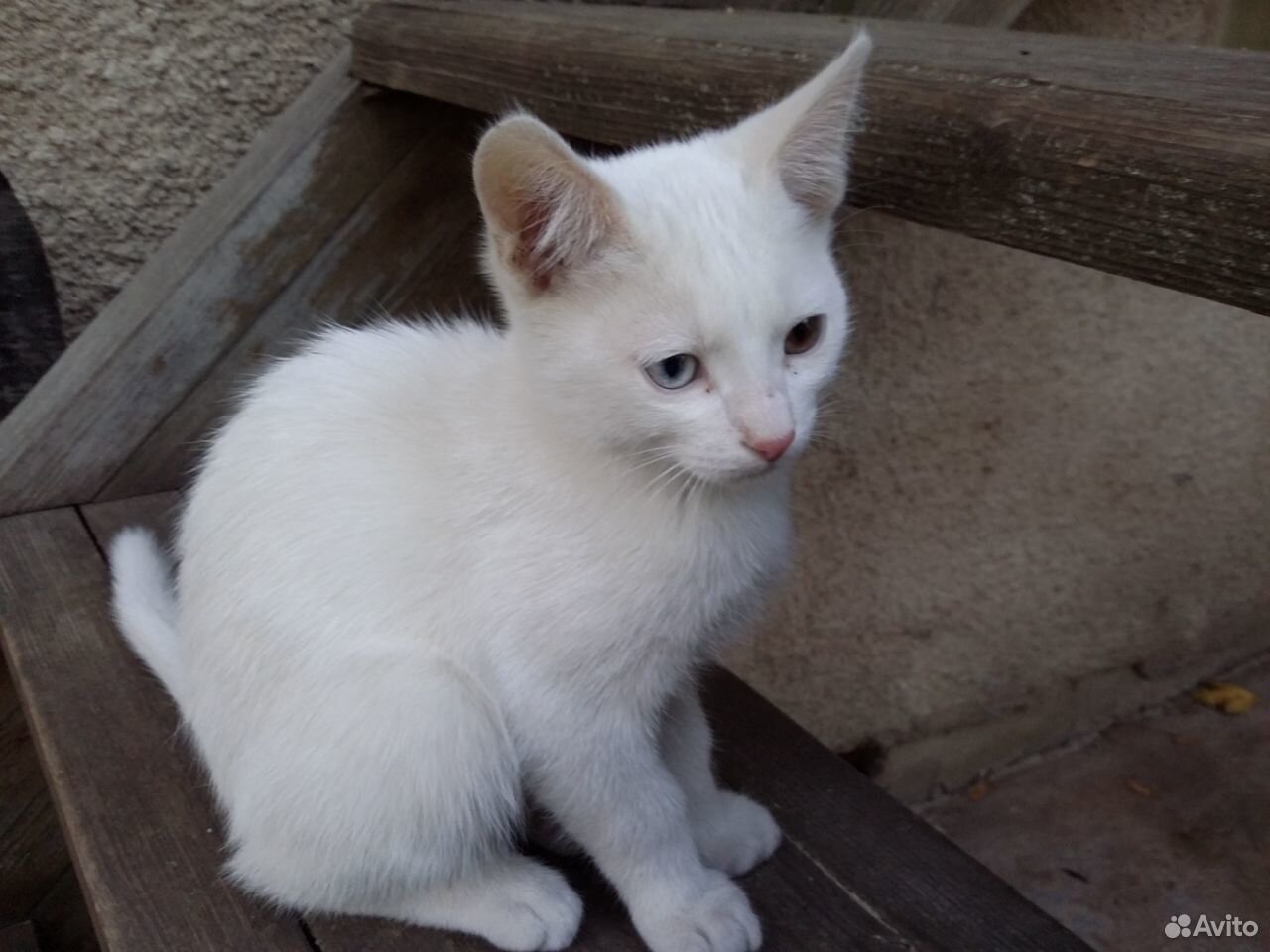 Белый котик с разноцветными глазками