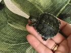 Черепаха детеныш с террариумом