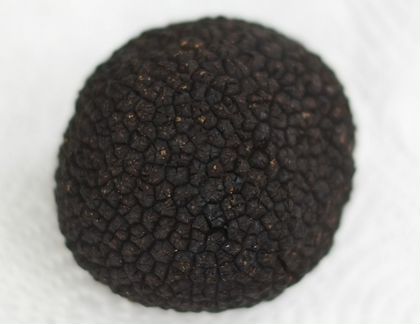 Cвежий Трюфель гриб из Италии