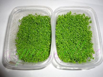 Хемиантус куба Hemianthus callitrichoides 