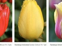 Голден оксфорд тюльпан фото и описание