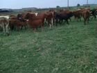 Телки, телята и коровы