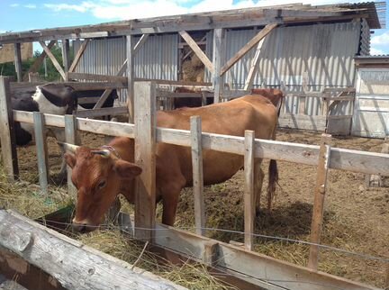 Коровы, телки, нетели, быки продажа, обмен на сено - фотография № 2