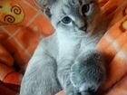 Сиамский котенок в добрые руки