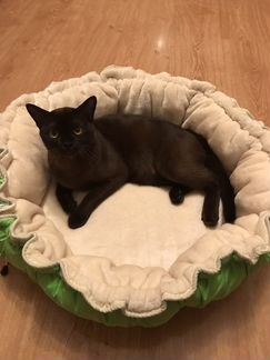 Лежак для животных