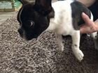 Французский бульдог щенок 5 месяцев мальчик объявление продам