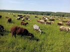 Романовский барашки (овцы)