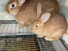 Кролики «Бургундия»