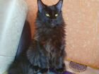Шикарный чёрный Мейн-кун котенок
