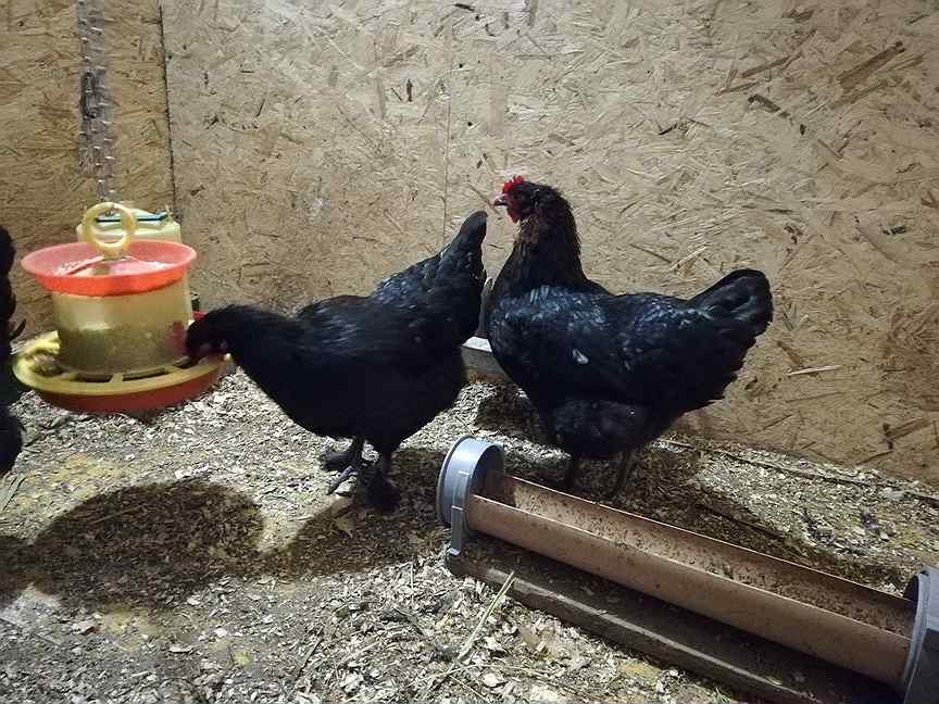 корм для зерноядных птиц. купить голубей борисоглебск. голуби бакинская шейка. рыжебрюхий дятел. популярные лесные птицы.