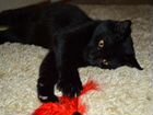 Чёрный котик Пуфик 9 мес