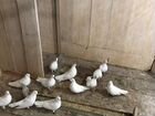 Продаются николаевские голуби привезенные с украин