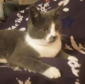 Ласковые котики подростки Бузя и Чаплин 6 месяцев