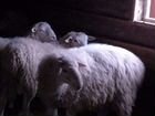 Овцы бараны мясо обмен объявление продам