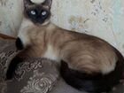 Тайская (сиамская) кошка ищет кота