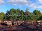 Доля в овечьей ферме на 500 голов в Краснодаре объявление продам
