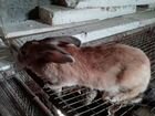 Кролик и мясо объявление продам