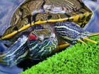 Красноухая черепаха с аквариумом прокат