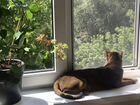 Абиссинский кот и кошечка