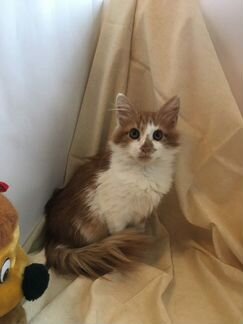 Рыжий котёнок