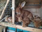 Кролики Бургундской породы