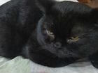 Котик шотландец для вязки.Окрас черная норка,в род