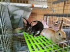 Кролики Рекс объявление продам