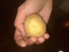 Картошка самого Лукашенко