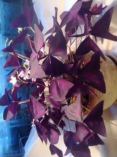 Кислица треугольная