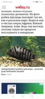 Цихлиды