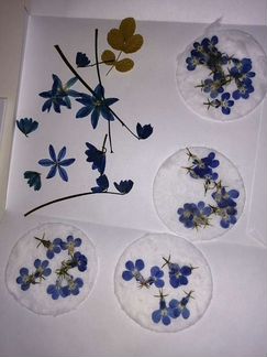 Гербарий из цветов