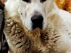 Среднеазиатская овчарка алабай
